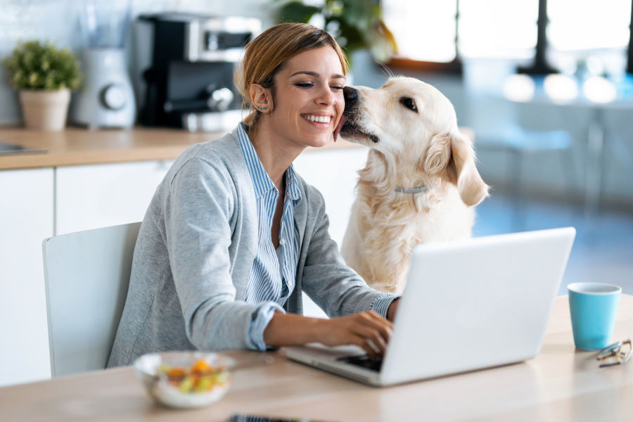 Shot of beautiful lovely dog kissing her smiling owner while she's working with laptop in the kitchen at home.